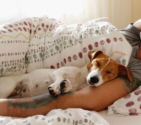 Should You Let Your Dog Sleep With You?
