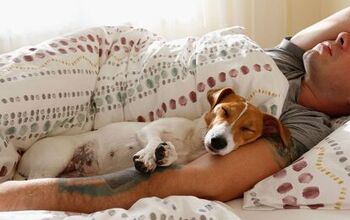 Should You Let Your Dog Sleep With You?
