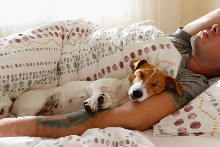 should you let your dog sleep with you, evrymmnt Shutterstock
