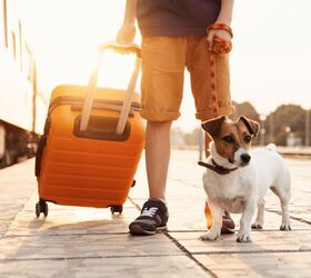 What to Look for in a Pet-Friendly Hotel