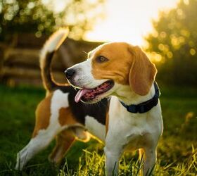 a happily ever after for 4 000 beagles bred for research, Przemek Iciak
