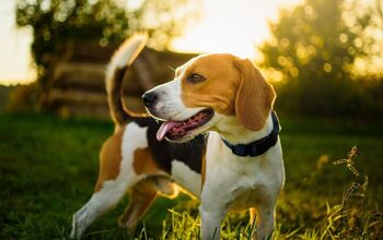 A Happily Ever After for 4,000 Beagles Bred For Research
