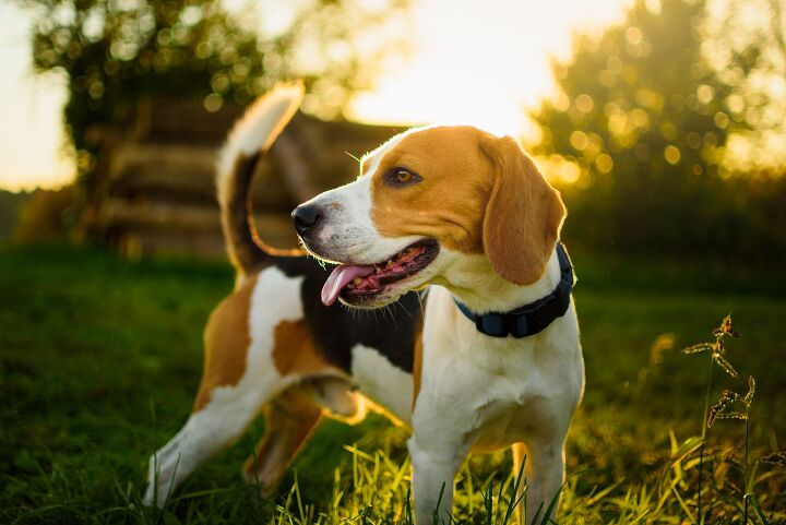 a happily ever after for 4 000 beagles bred for research, Przemek Iciak