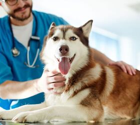 Liquid Biopsy Helps Detect Cancer in Dogs