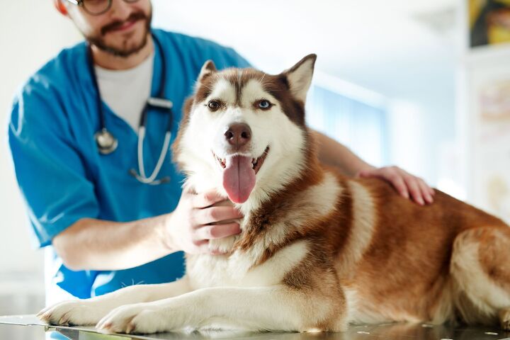 liquid biopsy helps detect cancer in dogs, Pressmaster Shutterstock