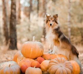fall activities you can enjoy with your dog, OlgaOvcharenko Shutterstock