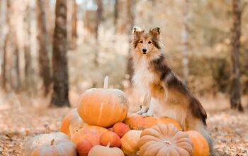 Fall Activities You Can Enjoy With Your Dog