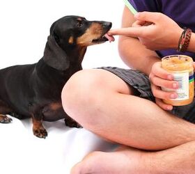 Here’s How Your Dog Can Earn $100 an Hour Promoting Peanut Butter
