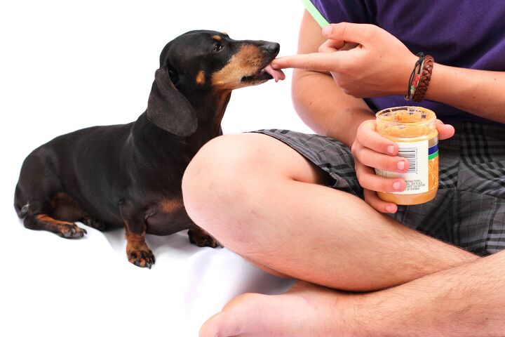 heres how your dog could earn 100 an hour promoting peanut butter, dogboxstudio Shutterstock