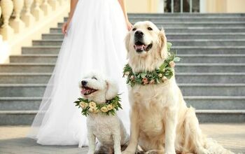 Ways to Include Your Pet in Your Wedding Festivities
