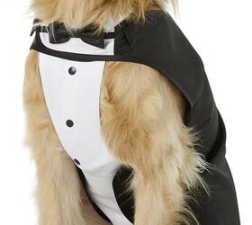 ways to include your pet in your wedding festivities