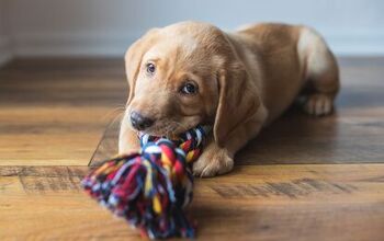 How Can I Help My Puppy With Teething Pain?