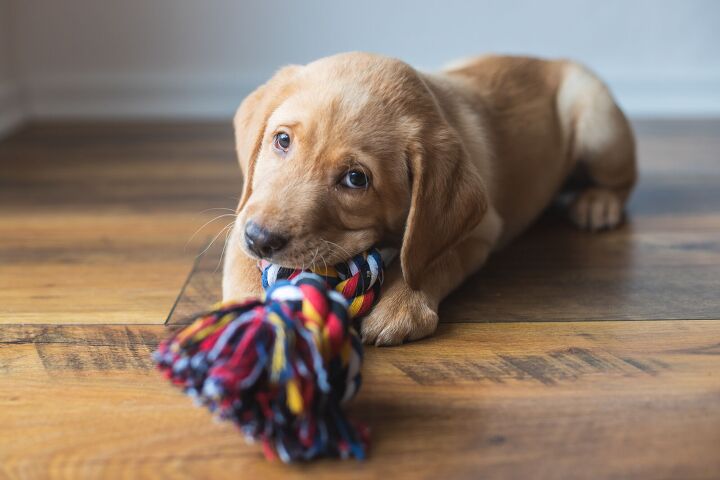 how can i help my puppy with teething pain, Elena Medoks Shutterstock