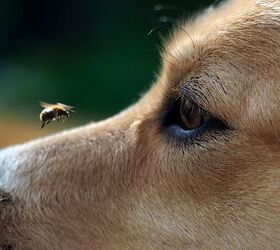 What to Do If Your Dog Gets Stung by a Bee?