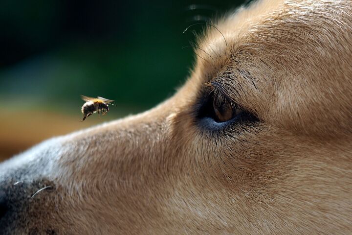 what to do if your dog gets stung by a bee, Irina Kozorog Shutterstock
