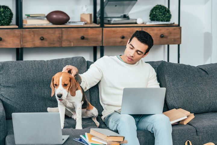 ferris state university lets students live on campus with their pets, LightField Studios Shutterstock