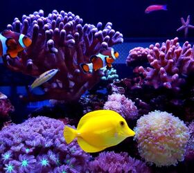 Can I Convert My Freshwater Aquarium Into a Saltwater Aquarium?
