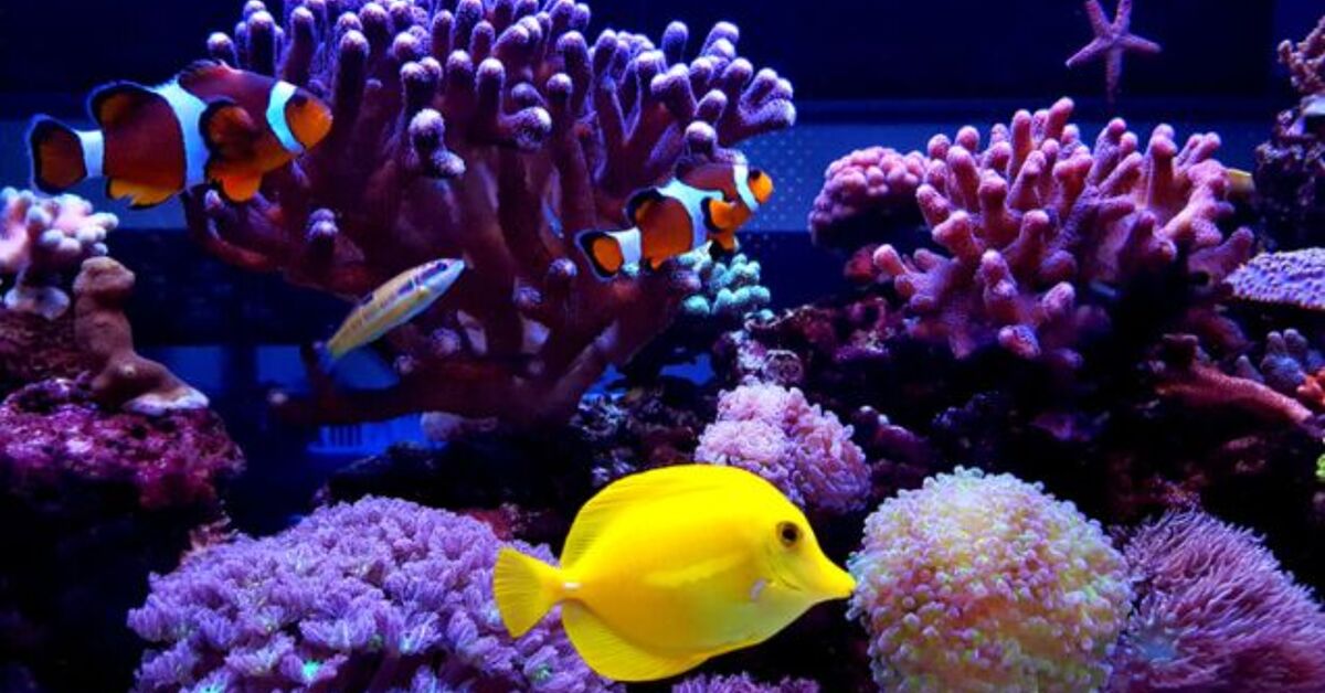 Can I Convert My Freshwater Aquarium Into a Saltwater Aquarium? | PetGuide