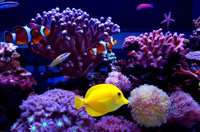 Can I Convert My Freshwater Aquarium Into a Saltwater Aquarium?