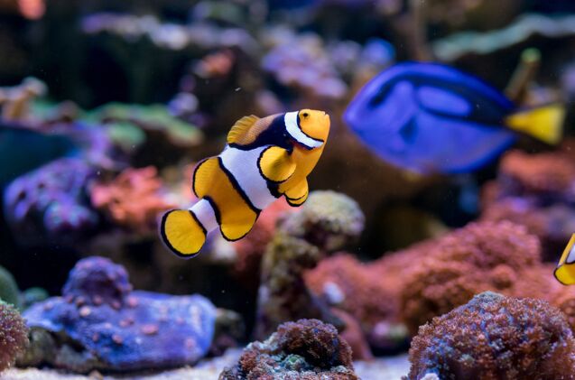 Can I Convert My Freshwater Aquarium Into a Saltwater Aquarium? | PetGuide