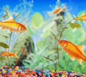 Do I Need Gravel in My Fish Tank or Aquarium?