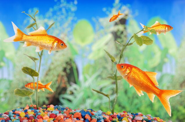 Do I Need Gravel in My Fish Tank or Aquarium?