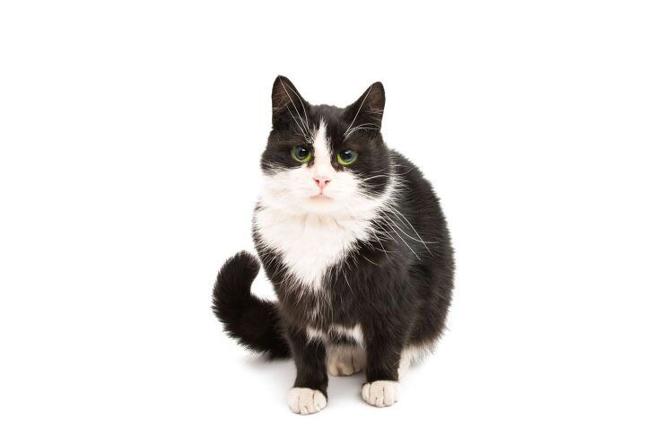 can you guess which airport hired a cat to calm anxious flyers, oksana2010 Shutterstock