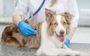 Study Links Digestive and Respiratory Disease in Dogs
