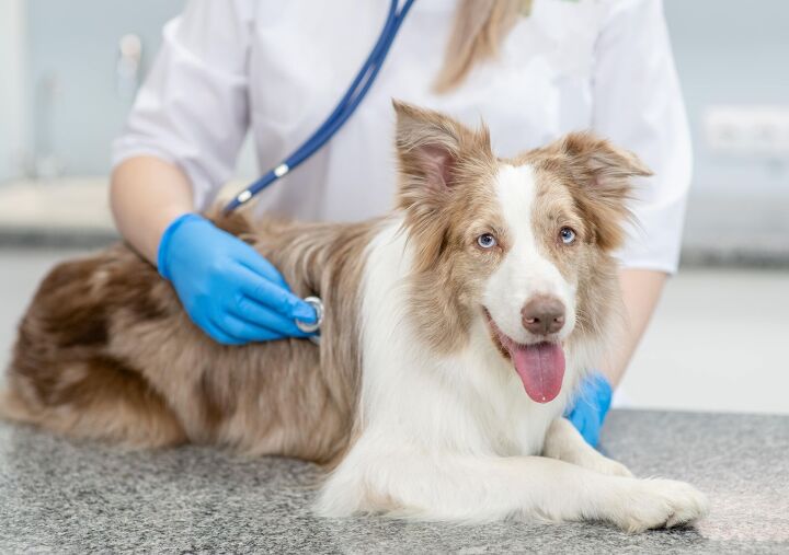 study links digestive and respiratory disease in dogs, Ermolaev Alexander Shutterstock