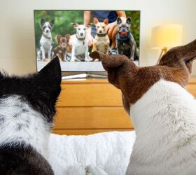 Can TV For Your Dog Actually Ease Anxiety?