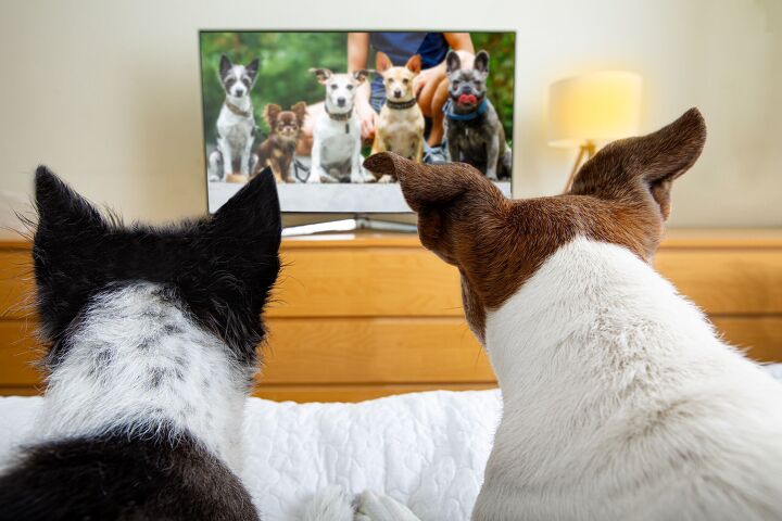 Can TV For Your Dog Actually Ease Anxiety?