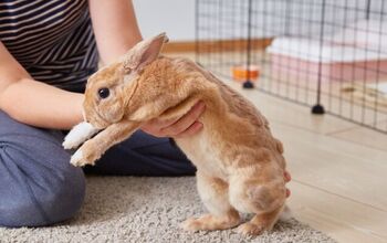 Can I Make a Homemade Rabbit Cage?