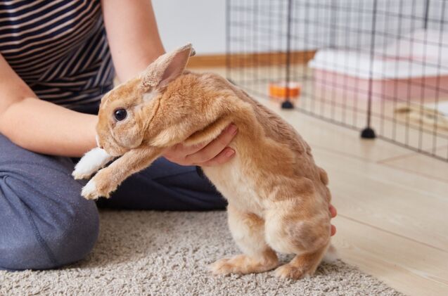 Can I Make a Homemade Rabbit Cage?