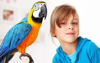 Do Birds Make a Good Pet for Children?
