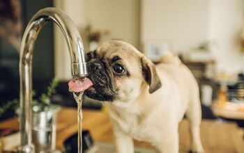 How Much Water Should My Dog Drink Daily?