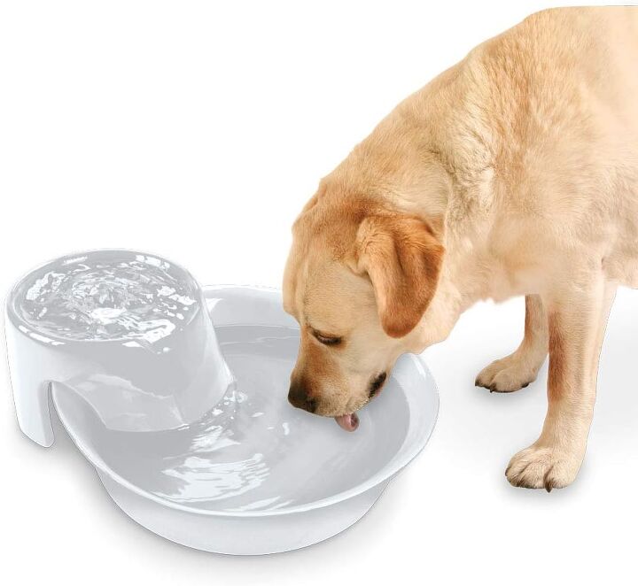 how much water should my dog drink daily