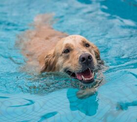 Can Dogs Swim in Chlorine Pools?