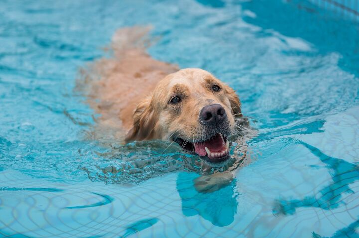 can dogs swim in chlorine pools, Chendongshan Shutterstock