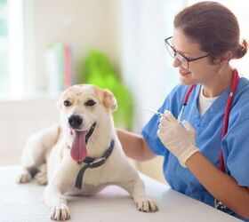 study shows half of u s dog owners concerned about pet vaccines, FamVeld Shutterstock