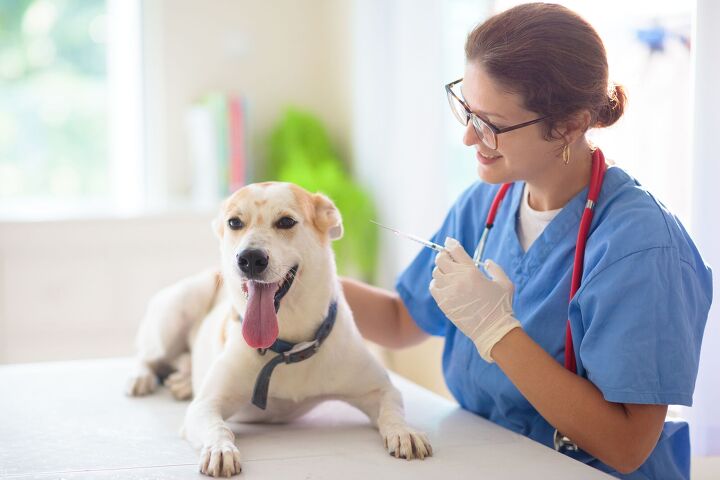 study shows half of u s dog owners concerned about pet vaccines, FamVeld Shutterstock
