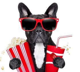 uk movie theaters welcome all pooch patrons, Photo Credit Javier Brosch Shutterstock com