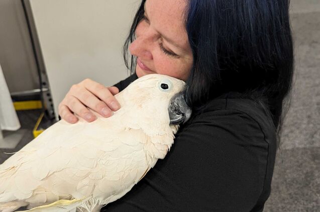 Me cuddling my newest feathered friend while attending SuperZoo 2023