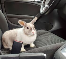Can I Take My Rabbit on a Road Trip Safely?