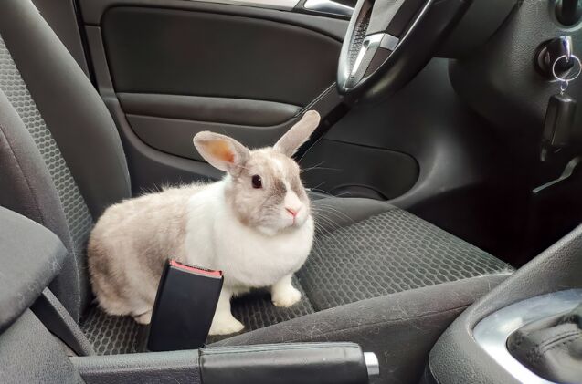 Can I Take My Rabbit on a Road Trip Safely?