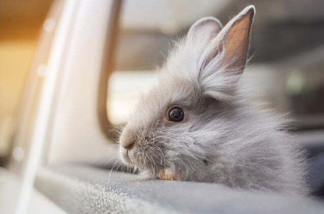 Can I Take My Rabbit on a Road Trip Safely? | PetGuide
