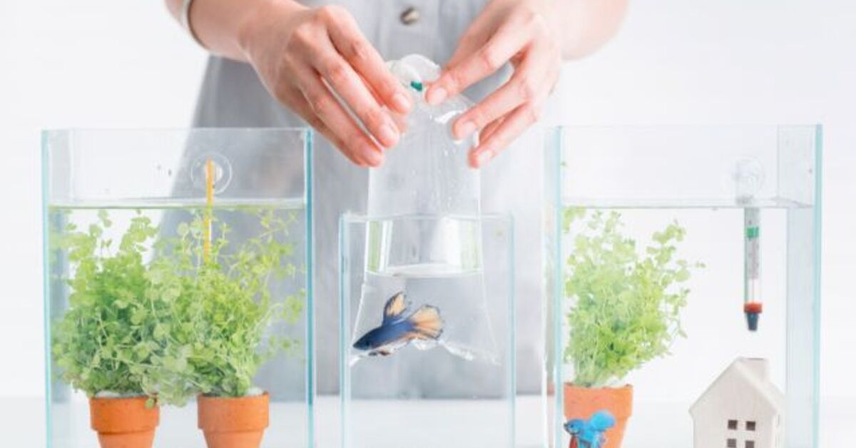 A closer look at Tiny Fish Tank Quarantine Supplies