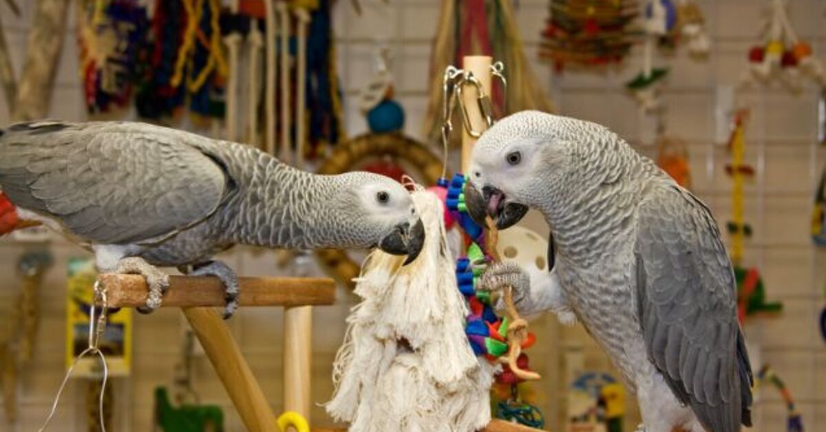 Is My Pet Bird Bored in Their Cage?