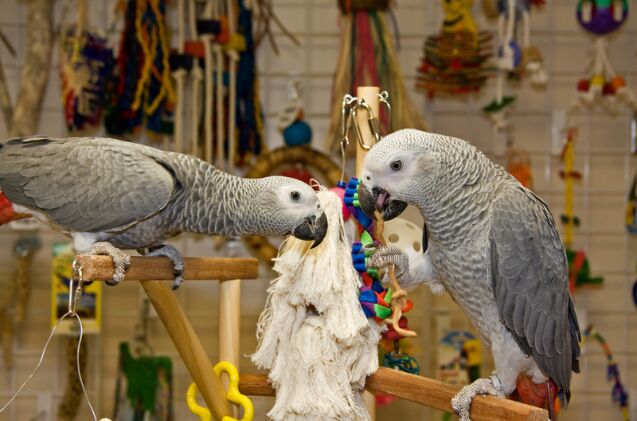 Is My Pet Bird Bored in Their Cage?