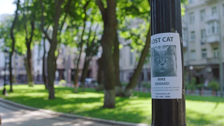 missing cat found after 10 years and a custody battle ensues, SynthEx Shutterstock