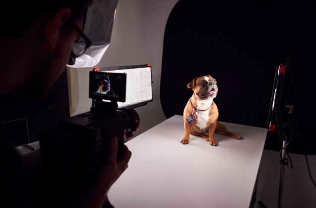 celebrities who adopted their animal co stars, Photo credit Monkey Business Images Shutterstock com